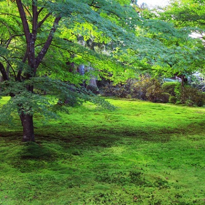 京都大原三千院
