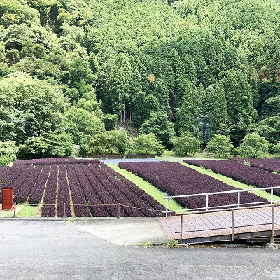 土井志ば漬本舗 本店