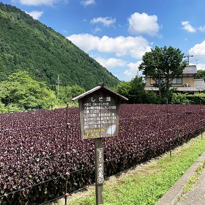 京都大原三千院